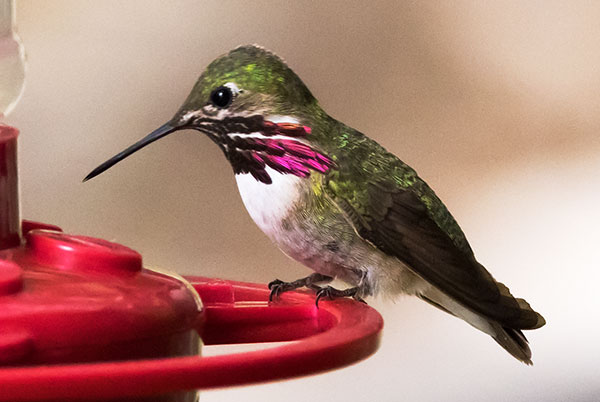 Calliope Hummingbird Selasphorus calliope