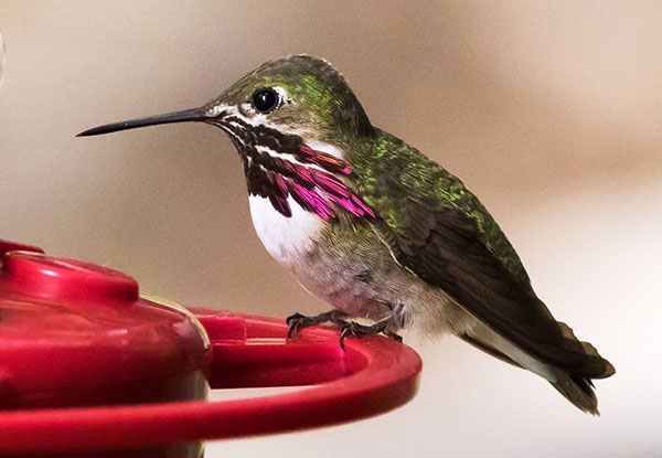 Calliope Hummingbird Selasphorus calliope