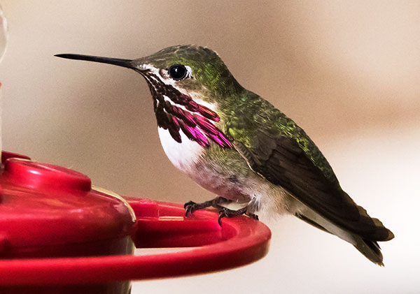Calliope Hummingbird Selasphorus calliope