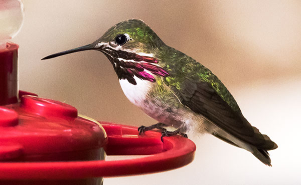 Calliope Hummingbird Selasphorus calliope