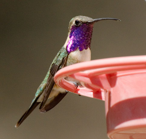 Lucifer Hummingbird Calothorax lucifer 