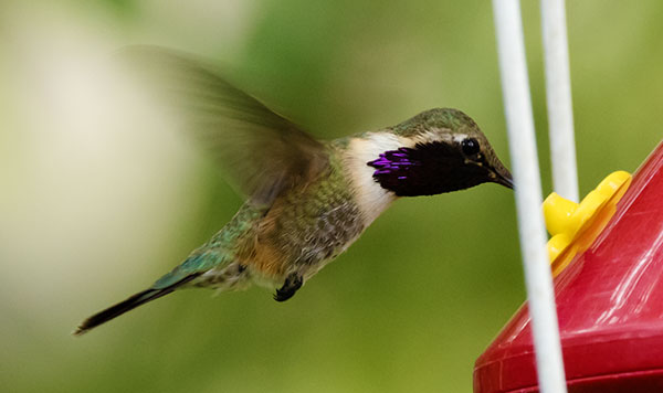 Lucifer Hummingbird Calothorax lucifer 