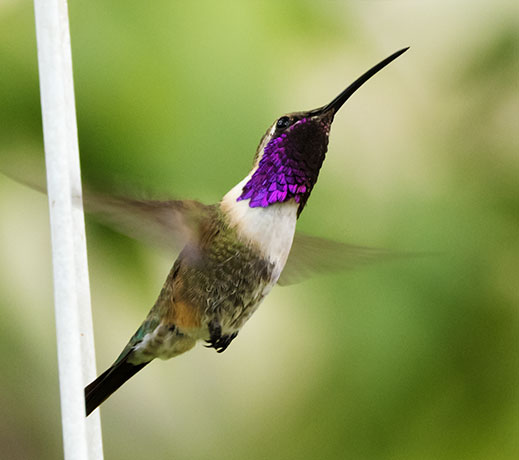 Lucifer Hummingbird Calothorax lucifer 