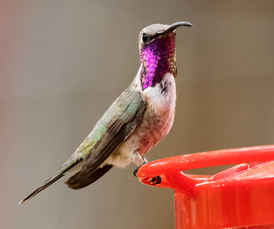 Lucifer Hummingbird Calothorax lucifer 