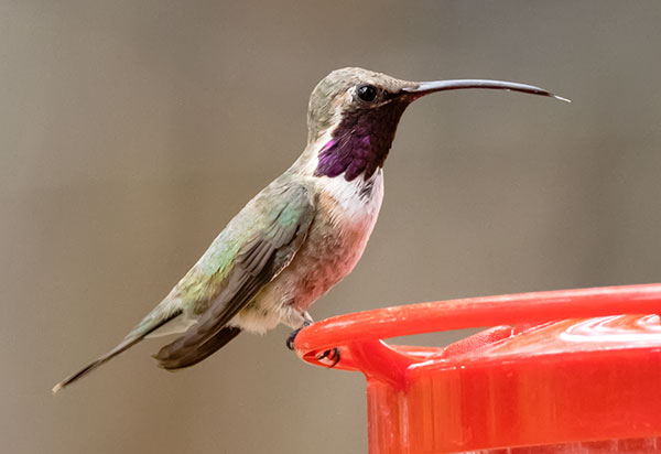 Lucifer Hummingbird Calothorax lucifer 