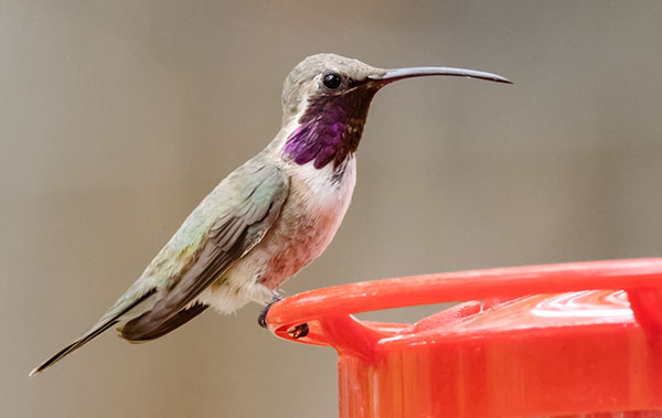 Lucifer Hummingbird Calothorax lucifer 