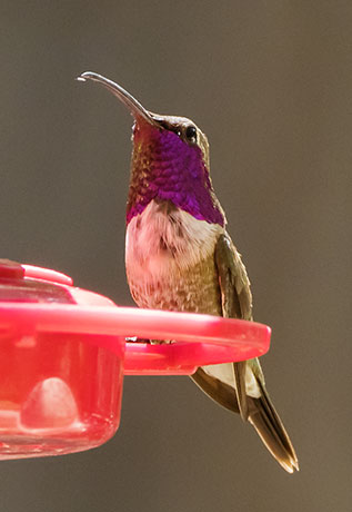 Lucifer Hummingbird Calothorax lucifer 