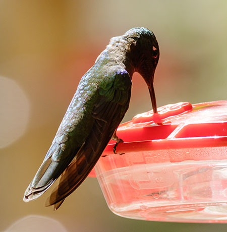 Rivoli's Hummingbird Magnificent Hummingbirds Eugenes fulgens 