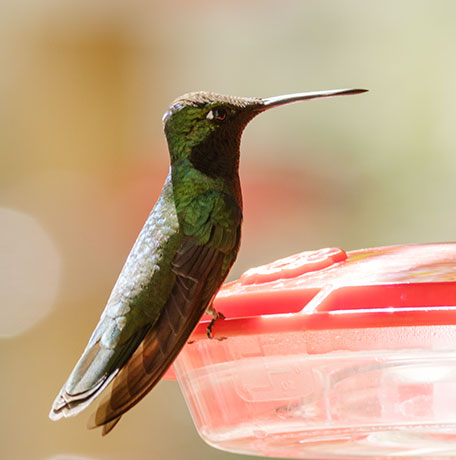 Rivoli's Hummingbird Magnificent Hummingbirds Eugenes fulgens 