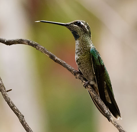 Rivoli's Hummingbird Magnificent Hummingbirds Eugenes fulgens 