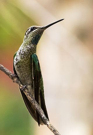 Rivoli's Hummingbird Magnificent Hummingbirds Eugenes fulgens 