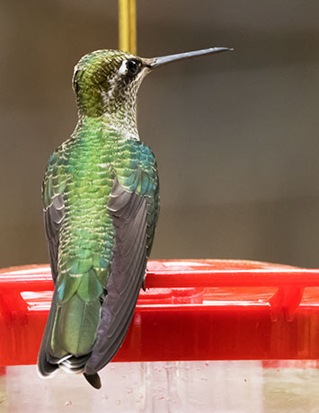 Rivoli's Hummingbird Magnificent Hummingbirds Eugenes fulgens 