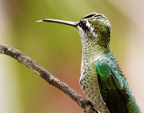 Rivoli's Hummingbird Magnificent Hummingbirds Eugenes fulgens 