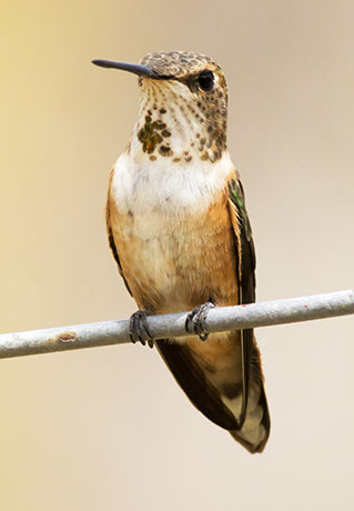 Rufous Hummingbird Selasphorus rufus