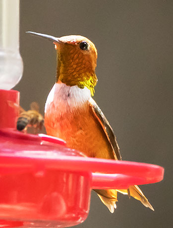 Rufous Hummingbird Selasphorus rufus