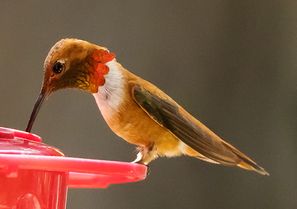 Rufous Hummingbird Selasphorus rufus
