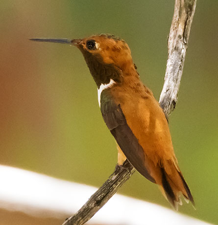 Rufous Hummingbird Selasphorus rufus