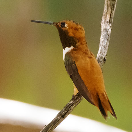 Rufous Hummingbird Selasphorus rufus