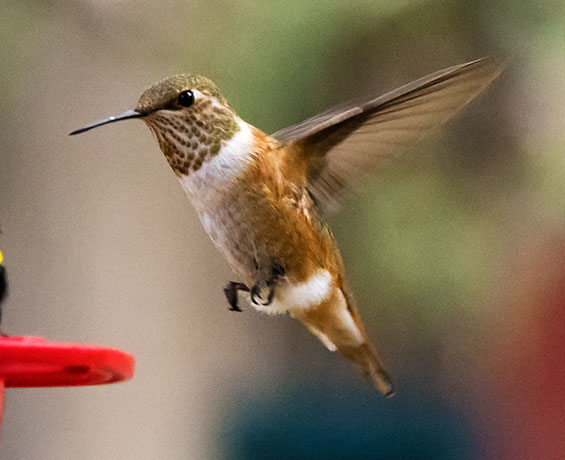 Rufous Hummingbird Selasphorus rufus
