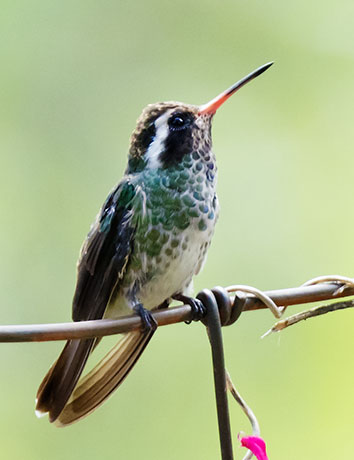 White-eared Hummingbird Hylocharis leucotis 