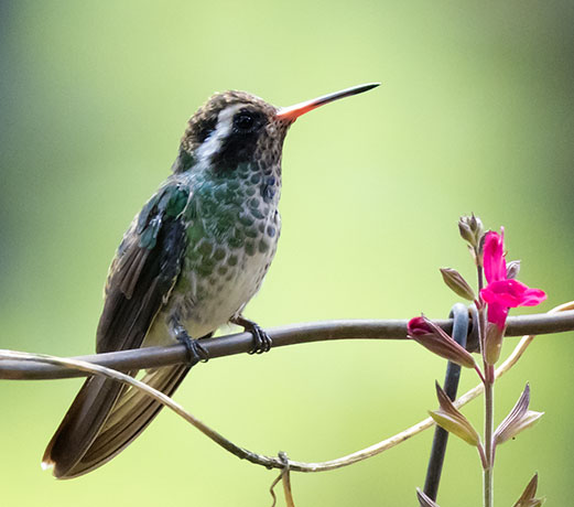 White-eared Hummingbird Hylocharis leucotis 