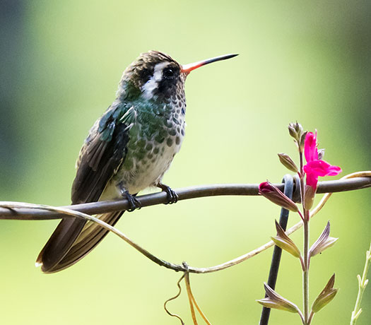 White-eared Hummingbird Hylocharis leucotis 
