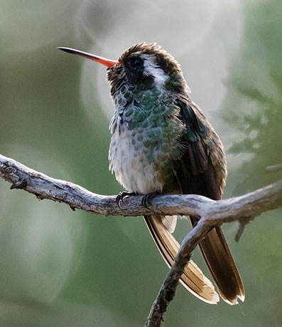 White-eared Hummingbird Hylocharis leucotis 