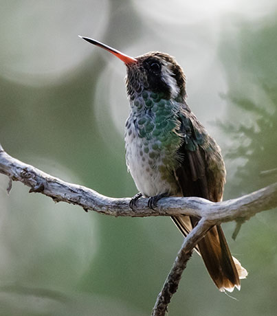 White-eared Hummingbird Hylocharis leucotis 