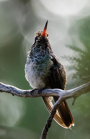 White-eared Hummingbird Hylocharis leucotis 