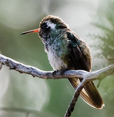 White-eared Hummingbird Hylocharis leucotis 
