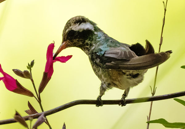 White-eared Hummingbird Hylocharis leucotis 