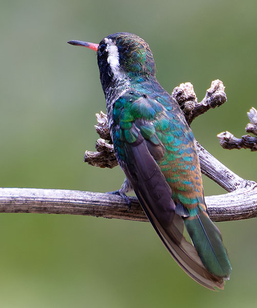White-eared Hummingbird Hylocharis leucotis 