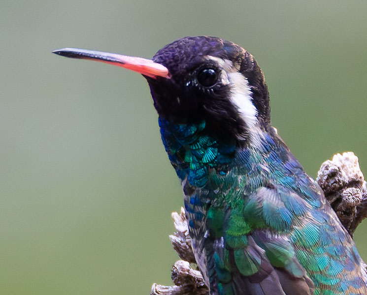 White-eared Hummingbird Hylocharis leucotis 