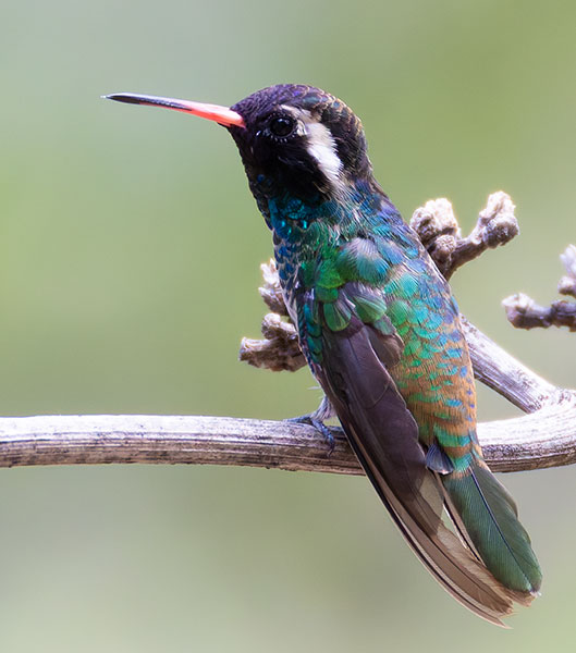 White-eared Hummingbird Hylocharis leucotis 
