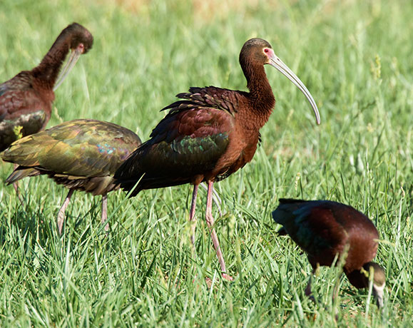 White-faced Ibis Plegadis chihi 