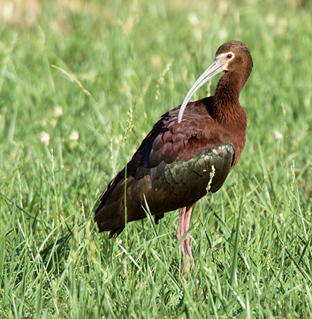 White-faced Ibis Plegadis chihi 