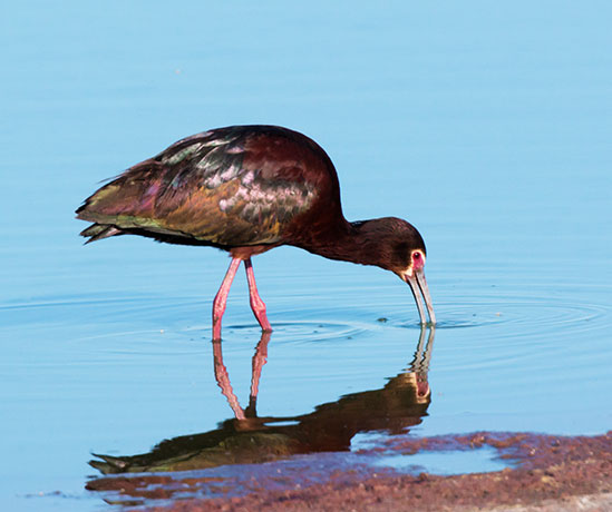 White-faced Ibis Plegadis chihi 