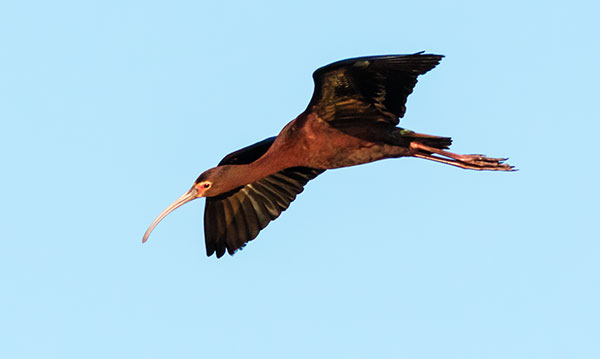 White-faced Ibis Plegadis chihi 