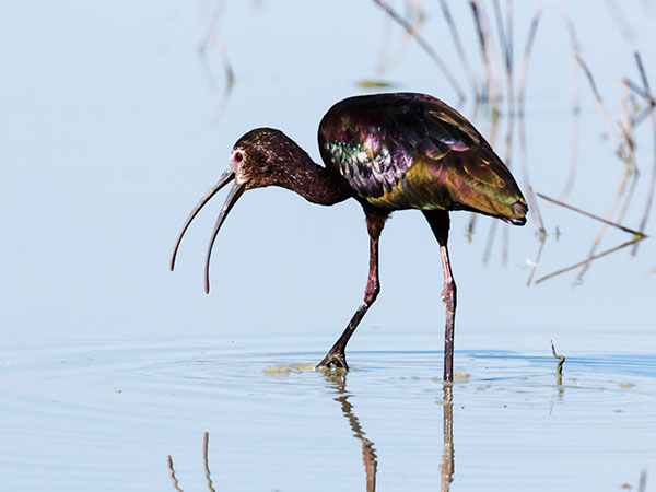 White-faced Ibis Plegadis chihi 