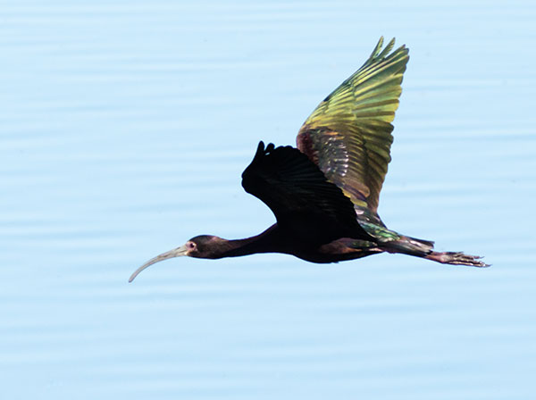 White-faced Ibis Plegadis chihi 