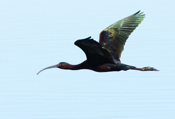 White-faced Ibis Plegadis chihi 