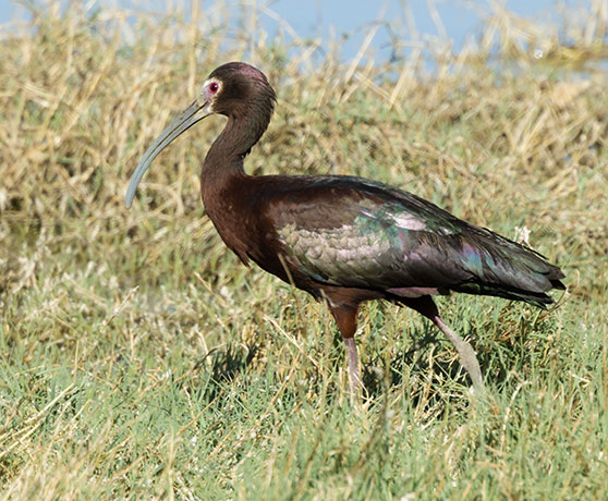 White-faced Ibis Plegadis chihi 