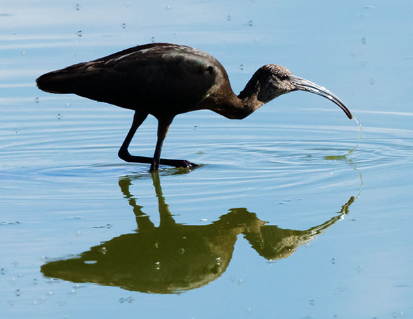 White-faced Ibis Plegadis chihi 