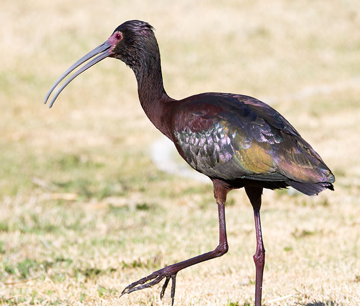 White-faced Ibis Plegadis chihi 