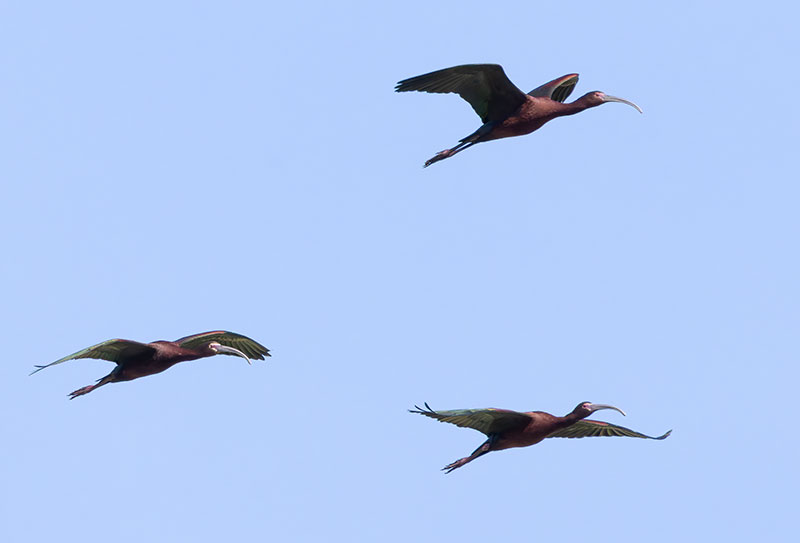 White-faced Ibis Plegadis chihi 