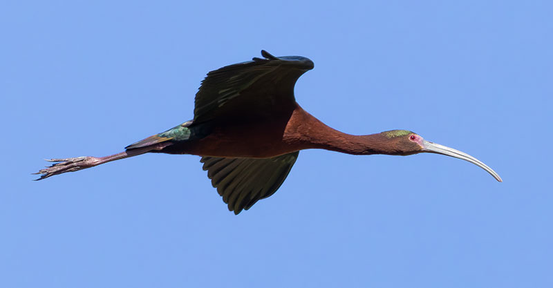 White-faced Ibis Plegadis chihi 