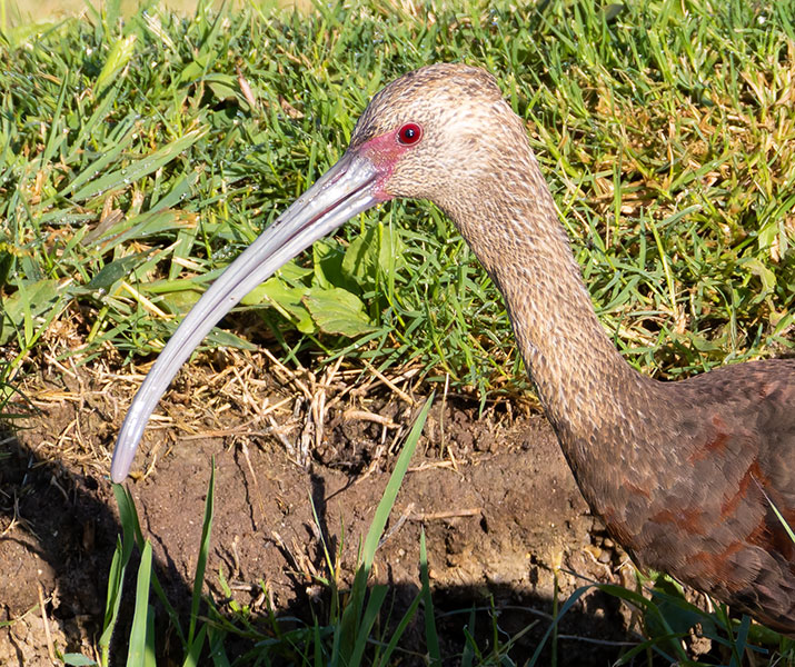 White-faced Ibis Plegadis chihi 