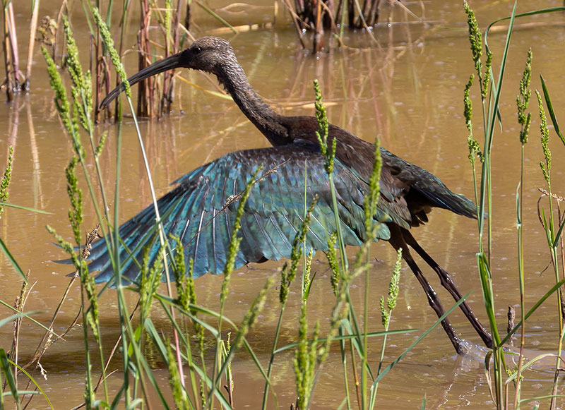White-faced Ibis Plegadis chihi 