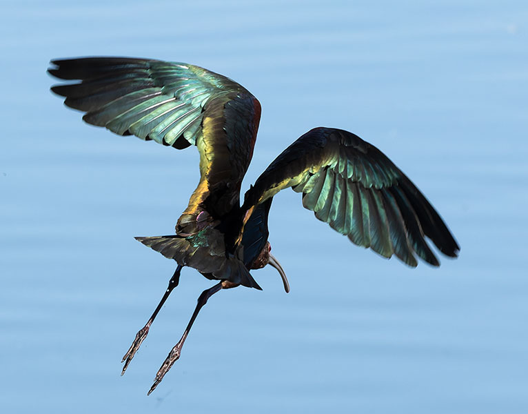 White-faced Ibis Plegadis chihi 