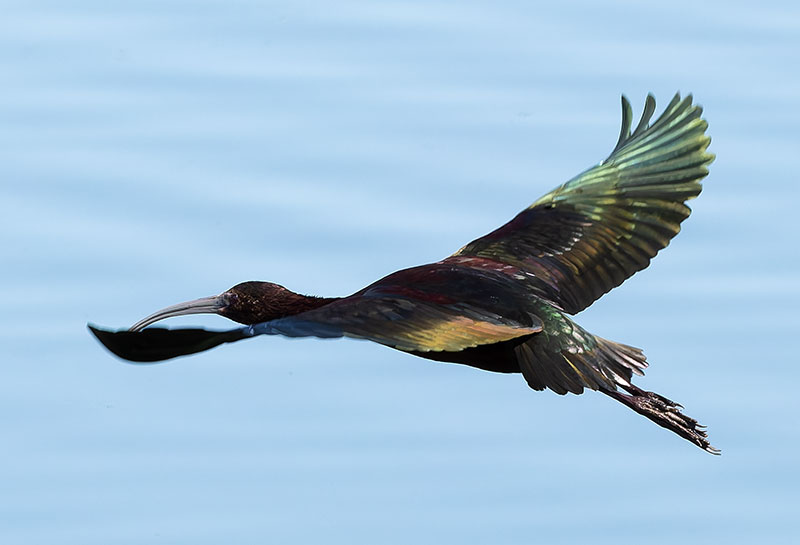 White-faced Ibis Plegadis chihi 
